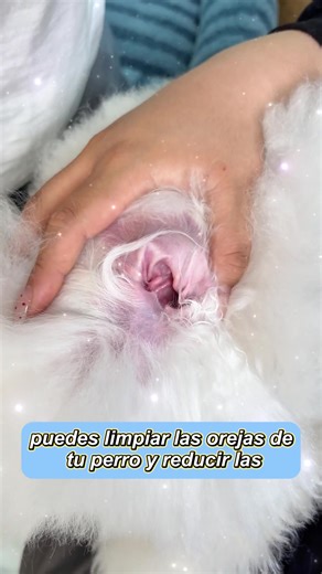 Understanding Your Dog's Ear Problems