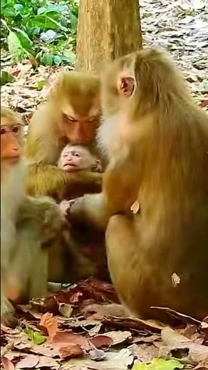 Monkey species: The mother monkey stopped breastfeeding her baby but never abandoned it.