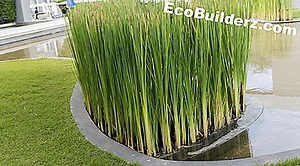 Comment utiliser le malathion sur mes plantes - 2026 | Fr.EcoBuilderz.com