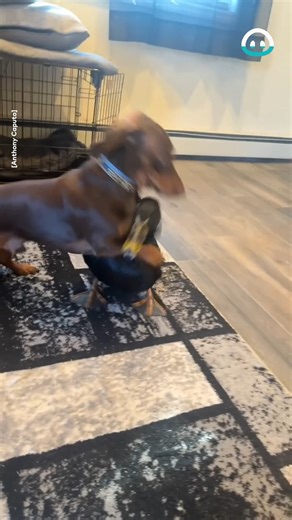 These two best friends love to rumble | ViralHog