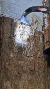 Applying antifungal cream to the rubber tree bark softens the rubber and allows it to drain well.