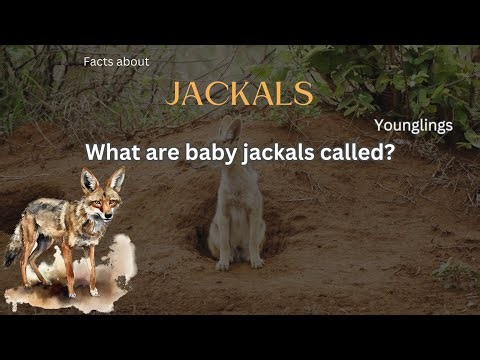 Jackal Fact 54 - What are baby jackals called?