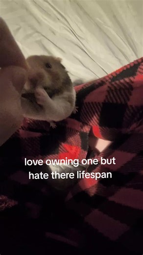 my baby boy I've set myself up for the worst heartbreak #hamster #hatethierlifespanw #love #ilovemyhamster #hamstersoftiktok