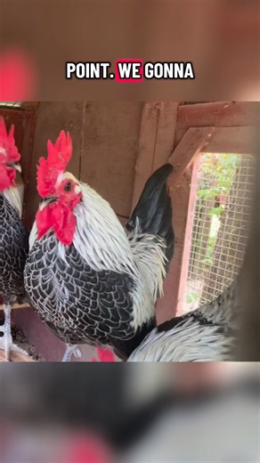 The Birchen’s are planning the great escape! 😆 | Breakin’ Bad Bantams