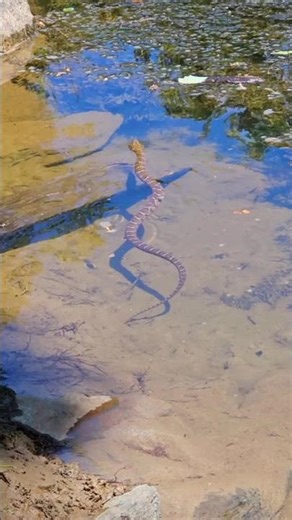 Close shot of Water Snake