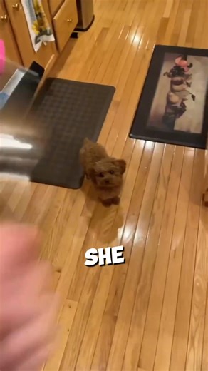 This dog is afraid of spoon 😭 #shorts | Animal - Rescue Center