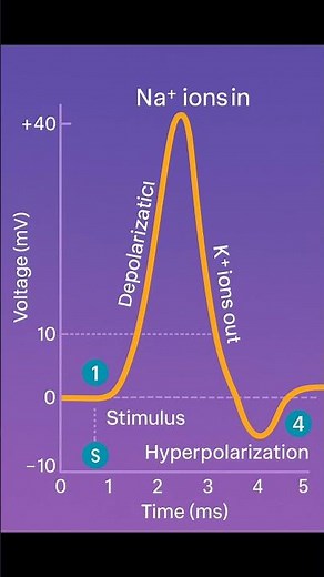Action Potential Graph Explained ⚡ | Depolarization to Hyperpolarization | Science Spectrum #neuron