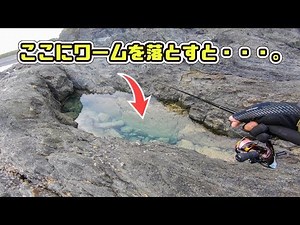 地磯の潮だまりにワームを落としてみたら…。