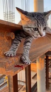 Sometimes help arrives before words ever do | Animal Shelter U.S