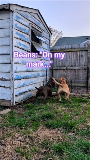The pups had a miscommunication 😅... #pethumor #dogtalk #funnydogs #collision