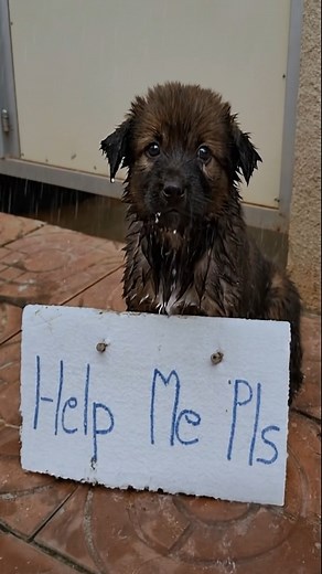 A young puppy’s desperate cry for help was met with kindness from compassionate individuals, showcasing the profound power of collective empathy. This heartwarming story reminds us that by showing compassion, we can transform lives and inspire others to spread positivity in the world.—[Full story in the 𝗳𝗶𝗿𝘀𝘁 𝗰𝗼𝗺𝗺𝗲𝗻𝘁]👇 | My Dog’s Life
