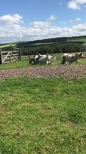 We visit the casualty ward in farmer Richards daily update! | Hall Hill Farm