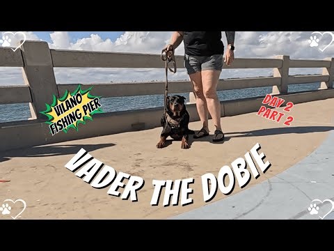 Doberman Pier Poser: Vader’s Vilano Beach Photo Shoot Day 2, Part 2! 🐶📸