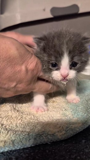 Snack time! #orphankitten #bottlebaby #kitten #adopt #Ragdoll #rescue | For Belle's Sake Rescue/Rehabilitation