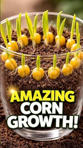 Corn Seeds Magic 😱 Grow in Glass in 5 Days! 🌽🔥 #shorts #viral #trending