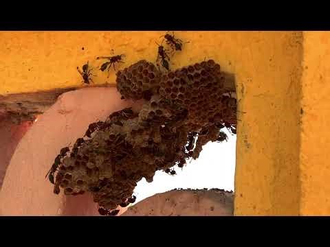 Tổ Ông Sắt ở Việt Nam, Trên Đất chùa Đại Tòng Lâm, Phú Mỹ, BTVT, Quê Hương bé nhỏ, MacroTiNi