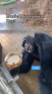 Every day, the chimps receive three forms of enrichment: sensory, physical, and forage. Musical instruments are a great way for the chimpanzees to have a new item to play with while also using their hearing sense 🎶🎵🎶 | Save the Chimps, Inc.