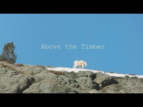 EPIC Mountain Goat Hunt.......Above The Timber