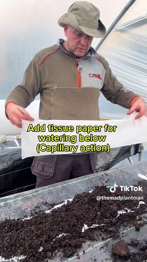 Sowing Cucumbers in a Bubble-Wrap Snail Method