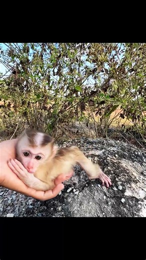 Let Save baby monkey Here | Adorable Tiny Monkey | Facebook