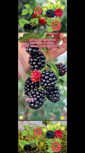 Grow Sweet Black Raspberries on Your Balcony or in Your Yard!