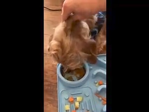 What is vasovagal syncope? Syncope (or fainting) is defined as a temporary loss of consciousness that occurs when the brain does not receive enough oxygen. The most common reason for decreased oxygen to the brain is an abnormality in the circulation, generally involving how the heart is beating. Most dogs who experience syncope spontaneously recover once appropriate levels of oxygen reach the brain. Because Fritz also has to maneuver through life with a Class 3/6 heart murmur, he is starting a l