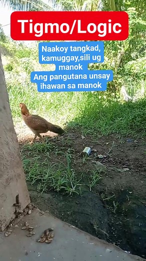 21 comments | Tigmo/Logic #8 | IDOL SAM VLOG | Facebook