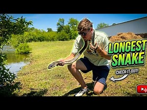 Meet the Western Rat Snake One of the Longest in North American