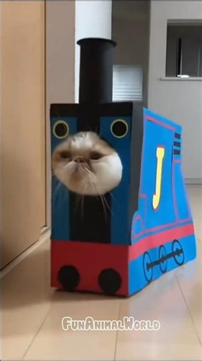 Funniest Cat Box Moments 😹