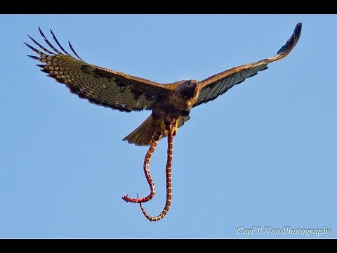 Hawk Drops Snake on family BBQ