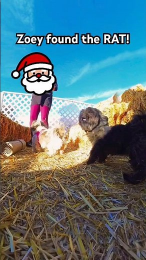 Zoey found the RAT! 🐀 (Barn Hunt)