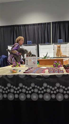 Dusty in a judging with Nancy Dodds. | Panei Persians & Exotics