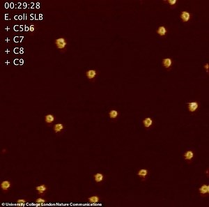 The immune system in the blood eliminates bacteria by creating 'bullet holes' (Video)