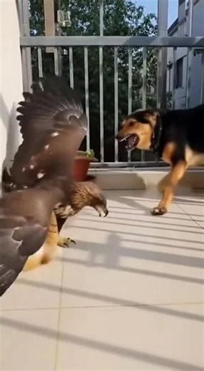 Cat Attacks, Dog Finishes It! 🐾⚡🔥Cat & Dog Defeat Eagle #shorts