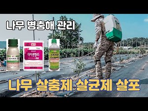 【나무 병충해 관리】 살충제 살균제 살포 | 인시피오(응애약) 스미치온(종합살충제) 다이센엠45(종합살균제) 🧪