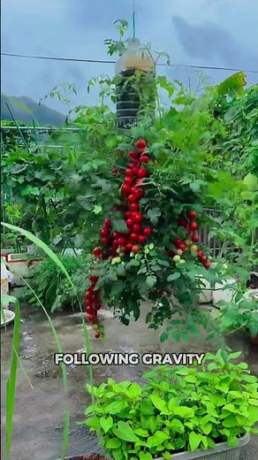 Upside Down Tomato Gardening! Viral Growing Hack That Actually Works