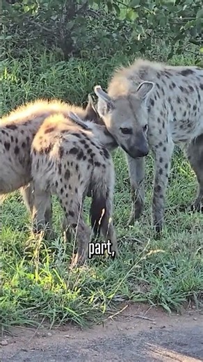 "HYENAS" - Did you know that Hyena clans have extremely complicated social clans and life?!
