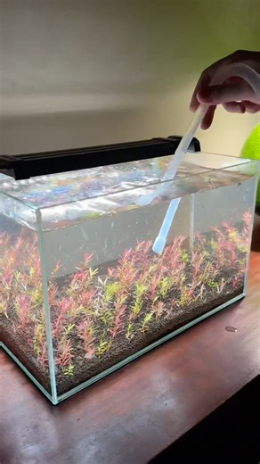 Filterless No CO2 Nano Aquarium