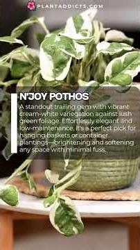 Best Trailing Plants for Hanging Baskets & Containers