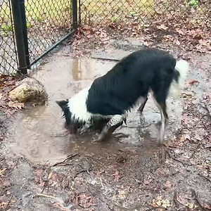 Levon is Muddy | Bob Margolin