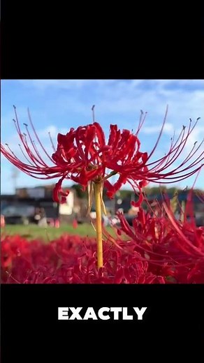 The Most Hauntingly Beautiful Flower You’ll EVER See 😳🔥 (Red Spider Lily) #wildlife