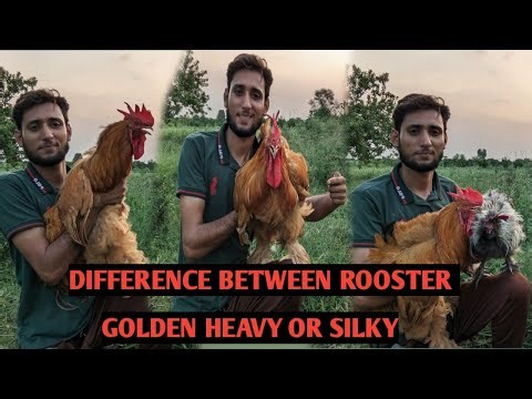 Rooster Golden Heavy vs Silkie | Breed Comparison | Backyard Poultry