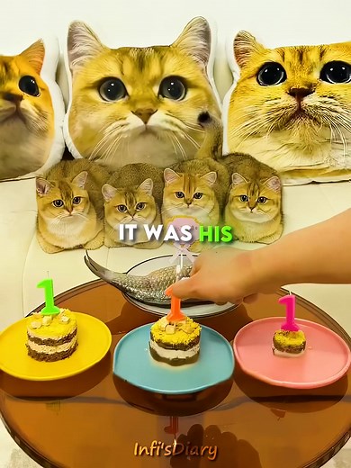 76K views · 1.2K reactions | Magic Trick Gone Wrong in Front of Cats  #facts | fact attack 2025 | Facebook