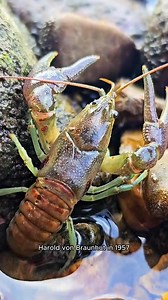 36K views · 452 reactions | My Strange Journey Hatching Sea Monkeys Part 4 | Growithjessie | Facebook