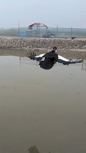 137K views · 1K reactions | Flying Muscovy Duck: A Beautiful Pond Crossing | Sami Loft & FarmHouse | Facebook