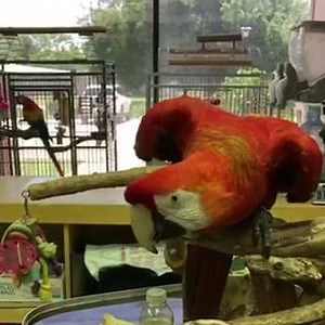 53 reactions · 4 comments | Silly Rudy just hanging out! | Parrot Outreach Society | Facebook