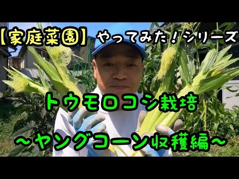 【家庭菜園】トウモロコシ栽培～ヤングコーン収穫編〜(2024.6.12)