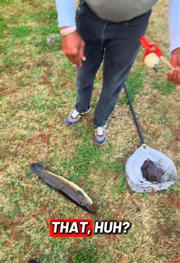 🎣 Choupic Fishing part I forgot😂 … My grandfather in-law Ed ended up catching the best choupic of the day. Overall a good day of fishing to say we didn’t plan this fishing trip. I caught and kept 3 , Ed & my cousin Rook caught and kept 2. #fishtok #louisiana #fishing #bankfishing #choupic