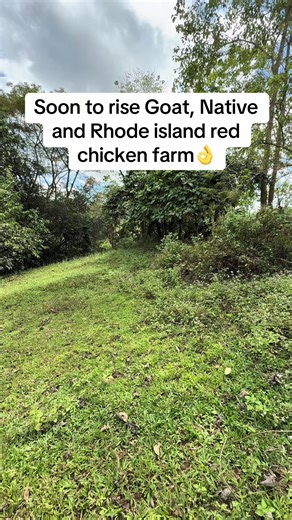 Starting a Rhode Island Red Chicken Farm