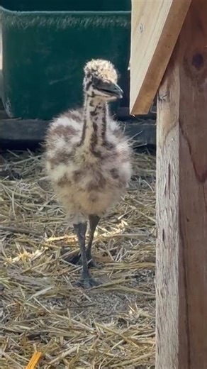 Adorable Baby Emu